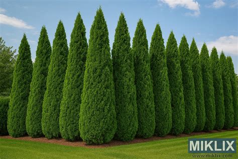 Príklad použitia guľovitej tuje v krajinnom dizajne