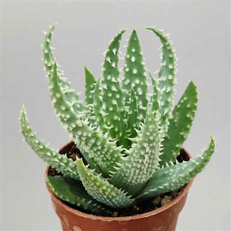 Ružica Aloe humilis s mladými odnožami