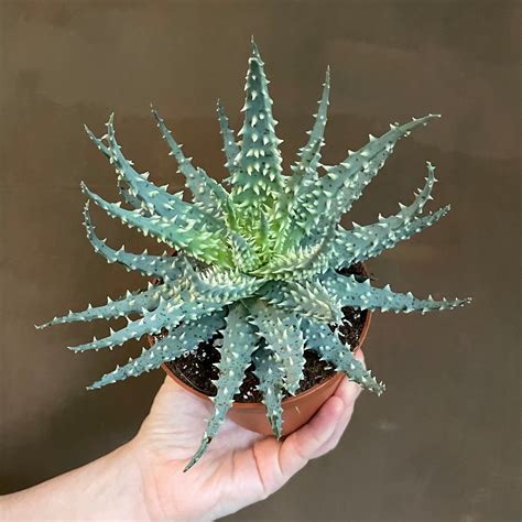 Detail kvetu Aloe humilis