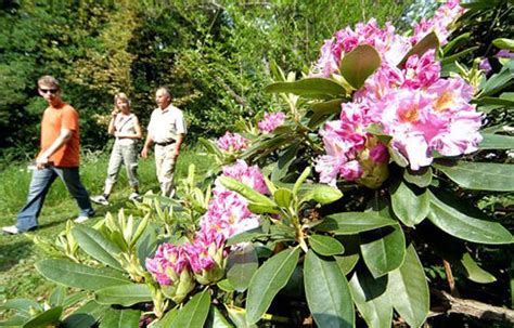 Rozmanitosť rododendronov