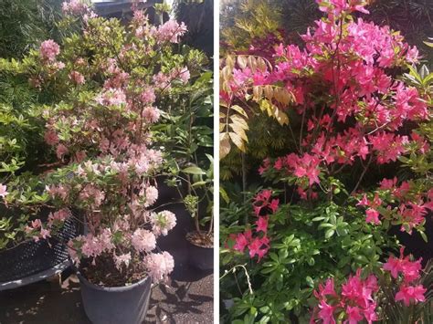 Porovnanie rododendronu a azaliek