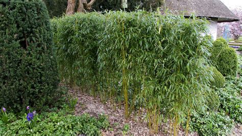 Rozmery výsadby bambusu