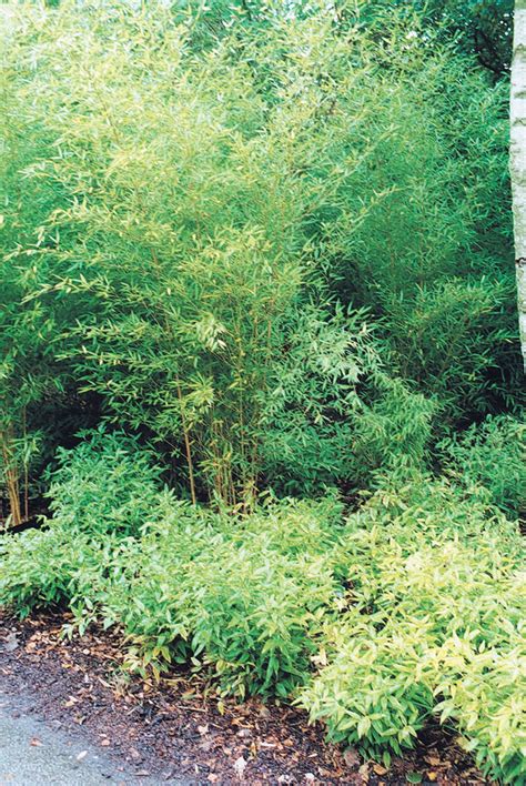 Bambus v slovenskej záhrade