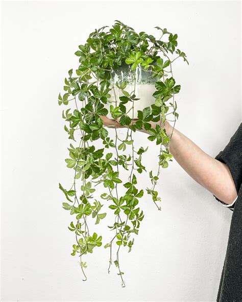 rastlina cissus pri okne