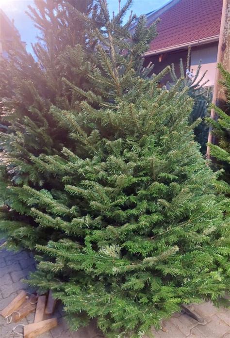 Rôzne druhy ihličnatých stromčekov