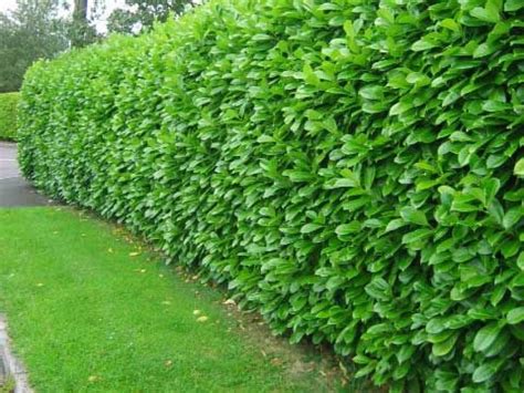 Nádherne tvarovaný živý plot z ihličnanov