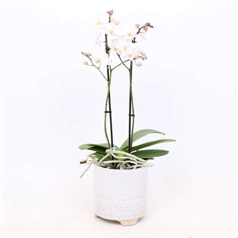 Orchidea Phalaenopsis v kvetináči