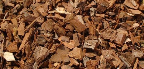 Detail listov a kvetov vŕby bielej