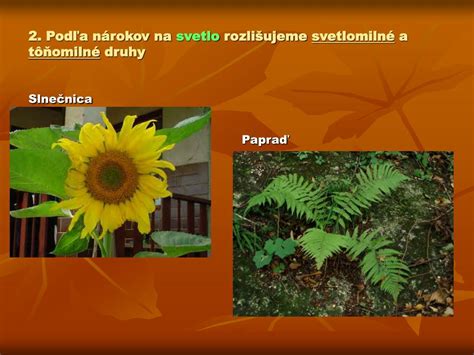 Rozdelenie rastlín podľa nárokov na svetlo