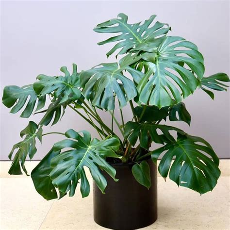 Monstera deliciosa