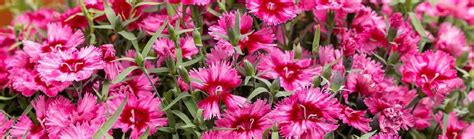 Rôzne druhy klinčekov