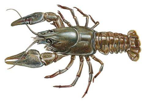 Ilustrácia raka riečneho