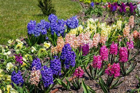 Kvitnúce jarné cibuľoviny