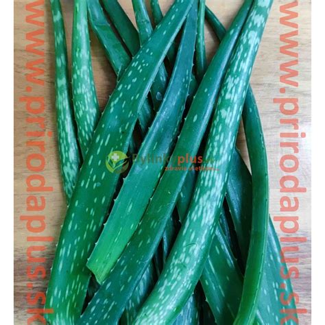 Listy rastliny aloe vera