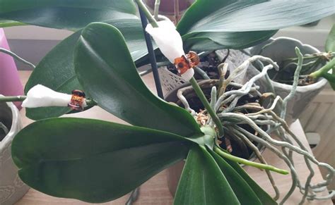 Schéma optimálnych podmienok pre pestovanie orchideí