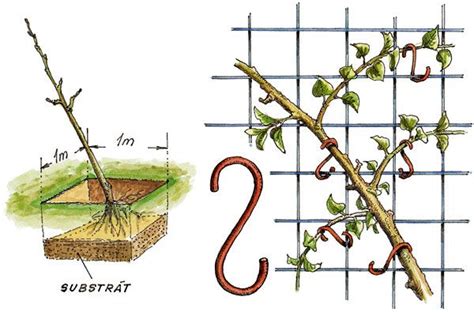 Ovocná ruža v záhrade