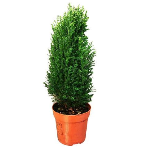 Cypruštek Zlatý Wilma v kvetináči