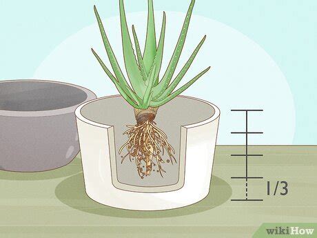 Pohľad na koreňový systém Aloe Vera