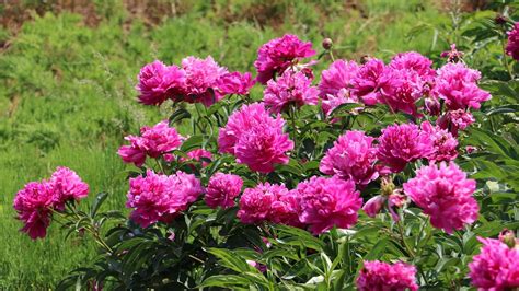 Ilustrácia pivonky lekárskej