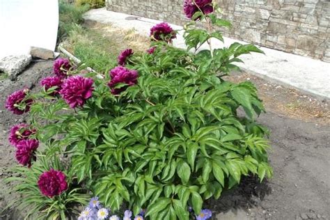 Porovnanie bylinnej a drevitej pivonky