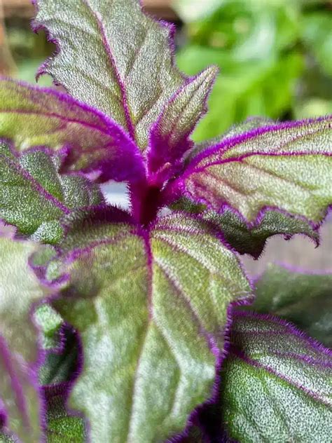 Listy Gynury aurantiaca s purpurovým chmýřím