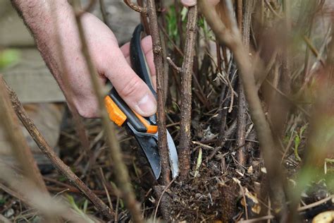 zrezávanie tavoľníka