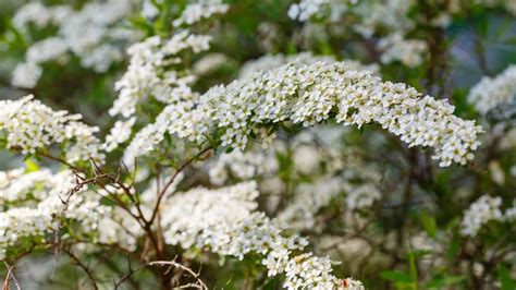 kvety tavoľníka japonského albiflora