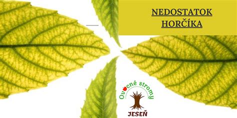 Nedostatok horčíka u tují