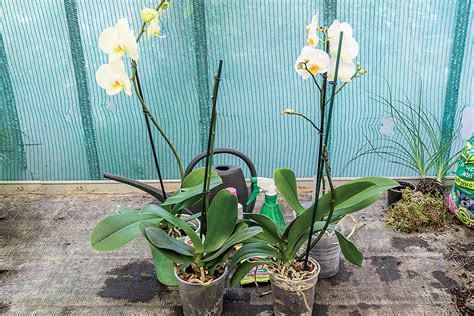 Orchidea na svetlom mieste