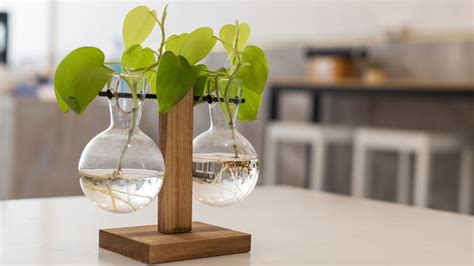 Riasoguľa vo vode s bublinkami