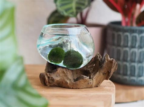 Riasogule v akváriovej dekorácii