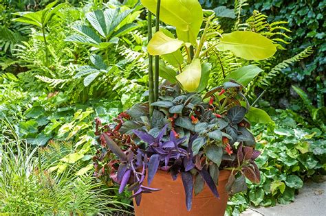 cyklamen v kvetinaci