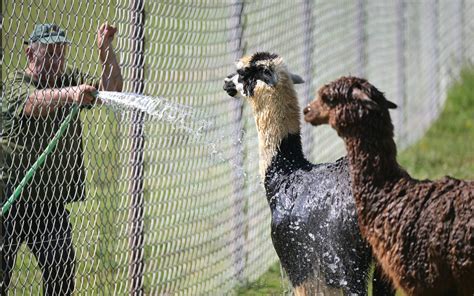 toxicita cyklamenov pre zvierata