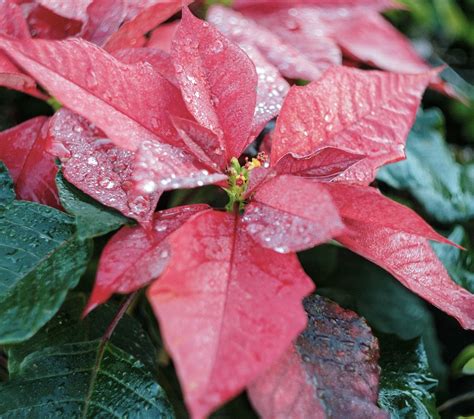 Prýštec najkrajší (Vianočná hviezda)