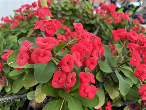 Prýštec ohnivý (Kristova koruna)