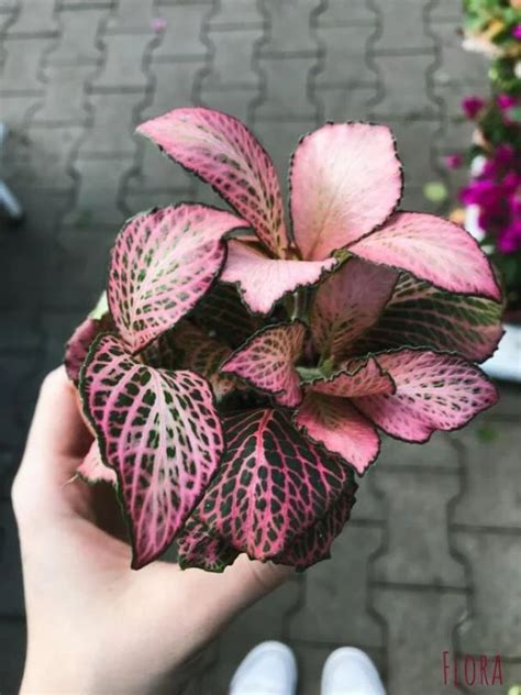 Izbové rastliny s ružovými listami