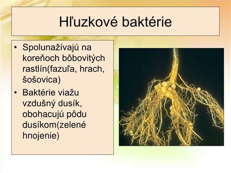 Symbióza baktérií Rhizobium s koreňmi bôbovitých rastlín