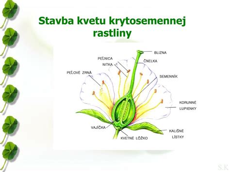 Štruktúra kvetu bôbovité rastliny