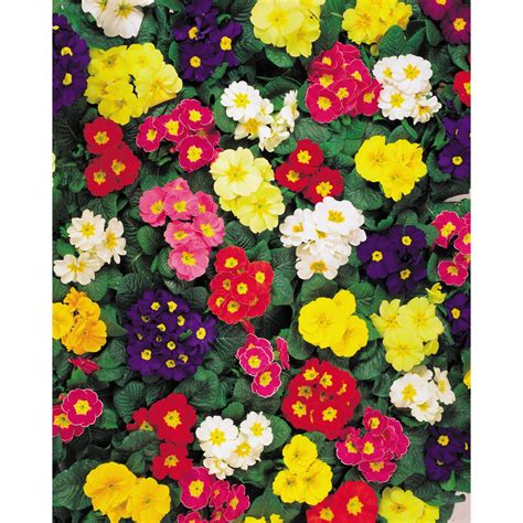 Prvosienka v rôznych farbách