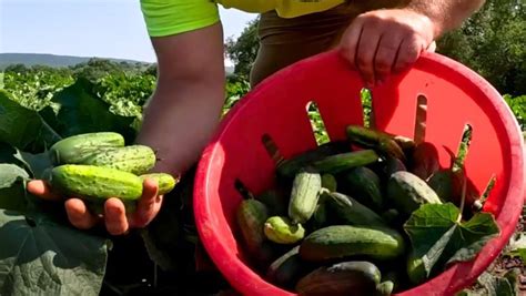 Záhradkár polievajúci uhorky