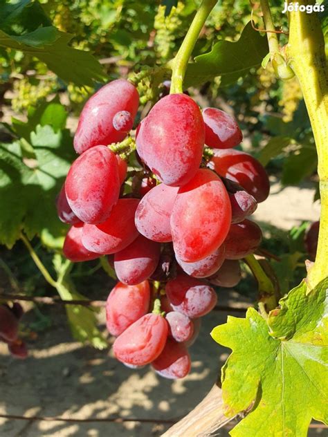 Výber vhodných odrezkov viniča