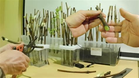 Zakoreňovanie odrezkov viniča vo vode