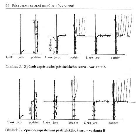 Výsadba zakorenených odrezkov viniča