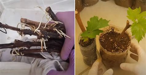 Príprava drevnatých odrezkov divého viniča