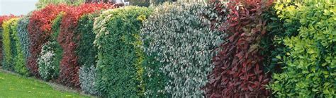 Divý vinič ako živý plot