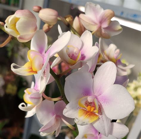 Phalaenopsis multiflora v kvete