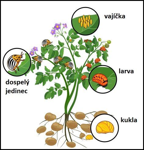obrázok pásavky zemiakovej