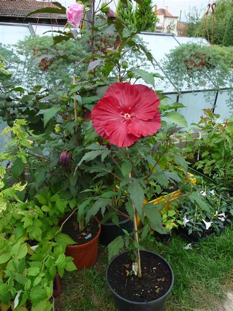 Kvitnúci ibištek bahenný vo veľkom