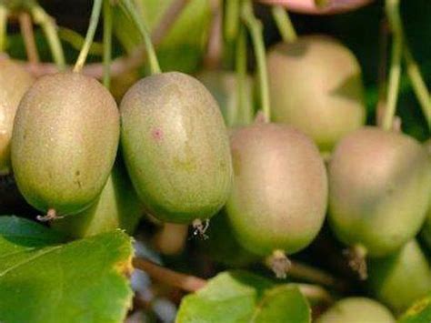 Odrody mini kiwi