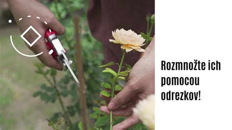 Potrebné pomôcky na rozmnožovanie ruží